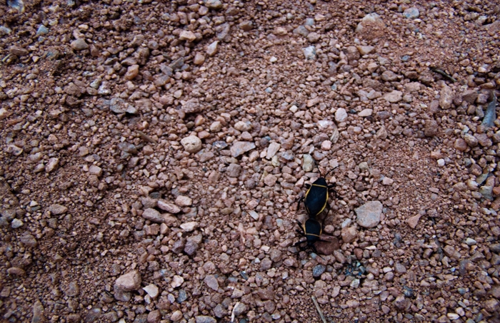 Two Ants Working Together